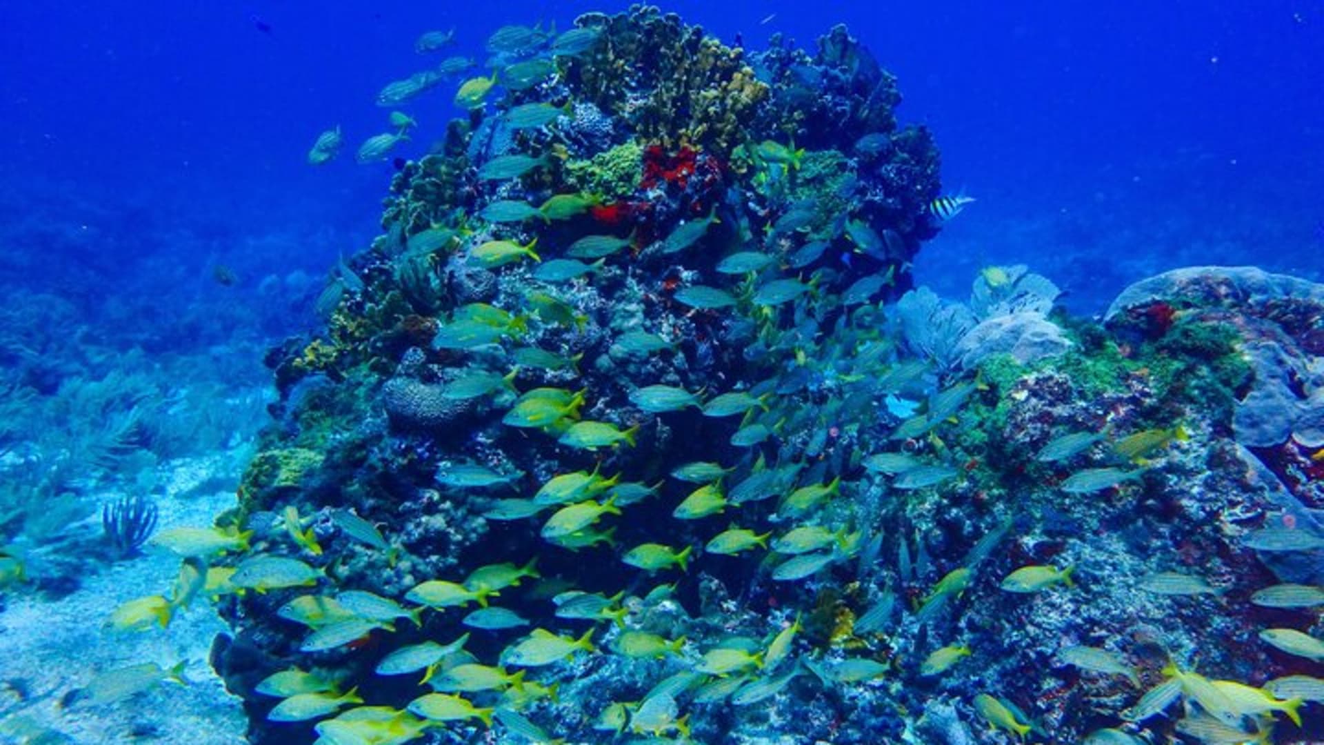 Cours de certification de plongée Scuba Diver
