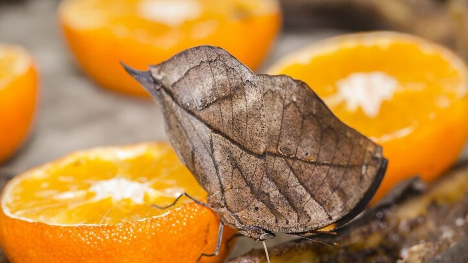Butterfly Sanctuary, Museum & Lunch with Transport