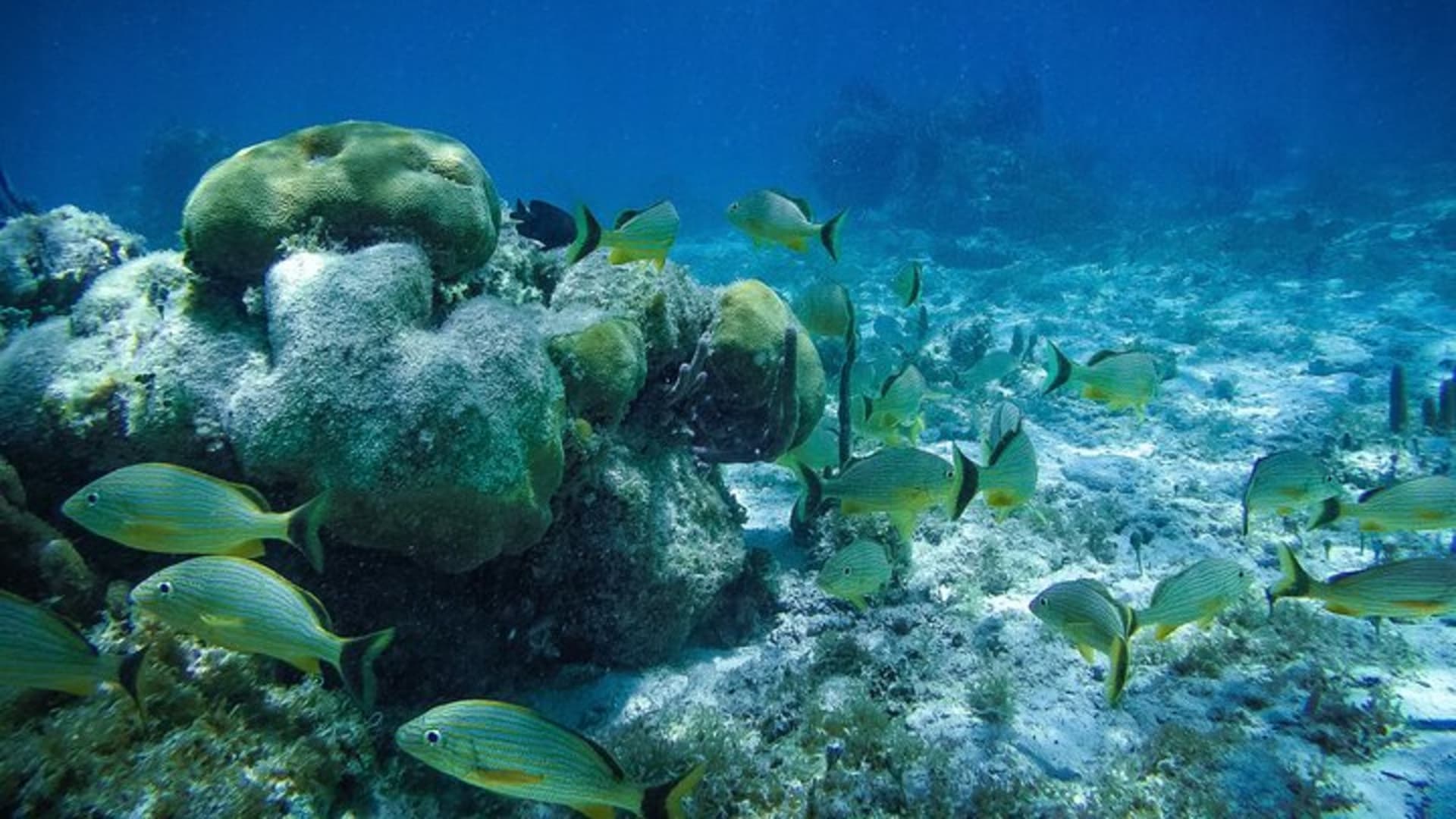 Reef Snorkel In National Park In Puerto Morelos With Lunch And Transportation