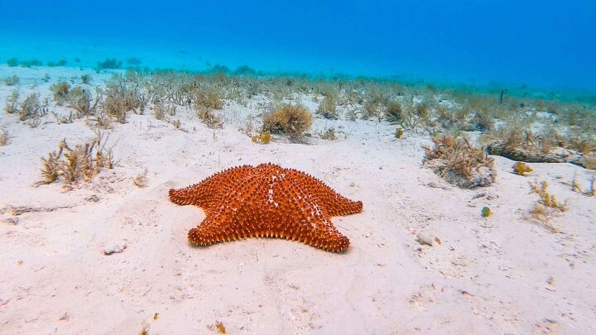 El Cielo the Breathtaking Snorkel Tour of Cozumel Cielito Beach & Lunch Included