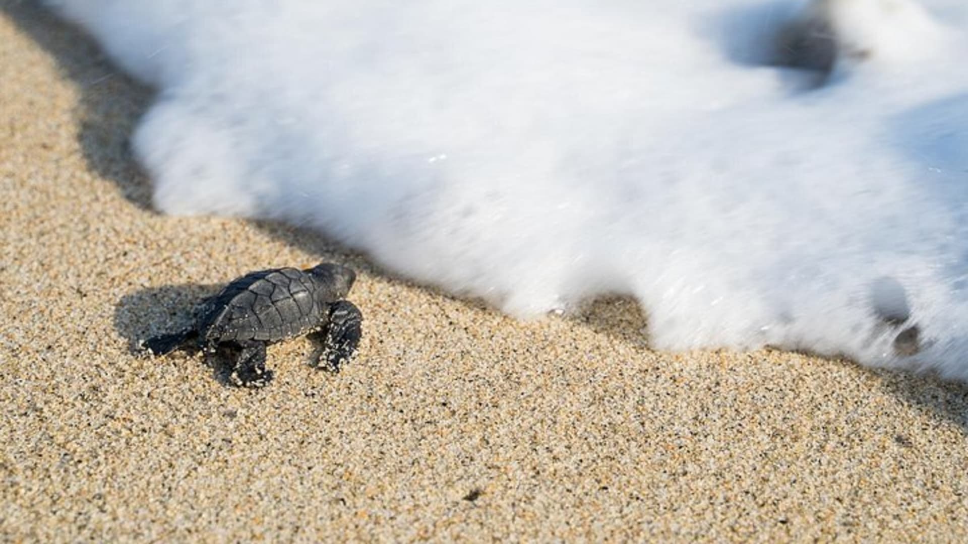 Turtle Release Escobilla Sanctuary and crocs in Ventanilla.