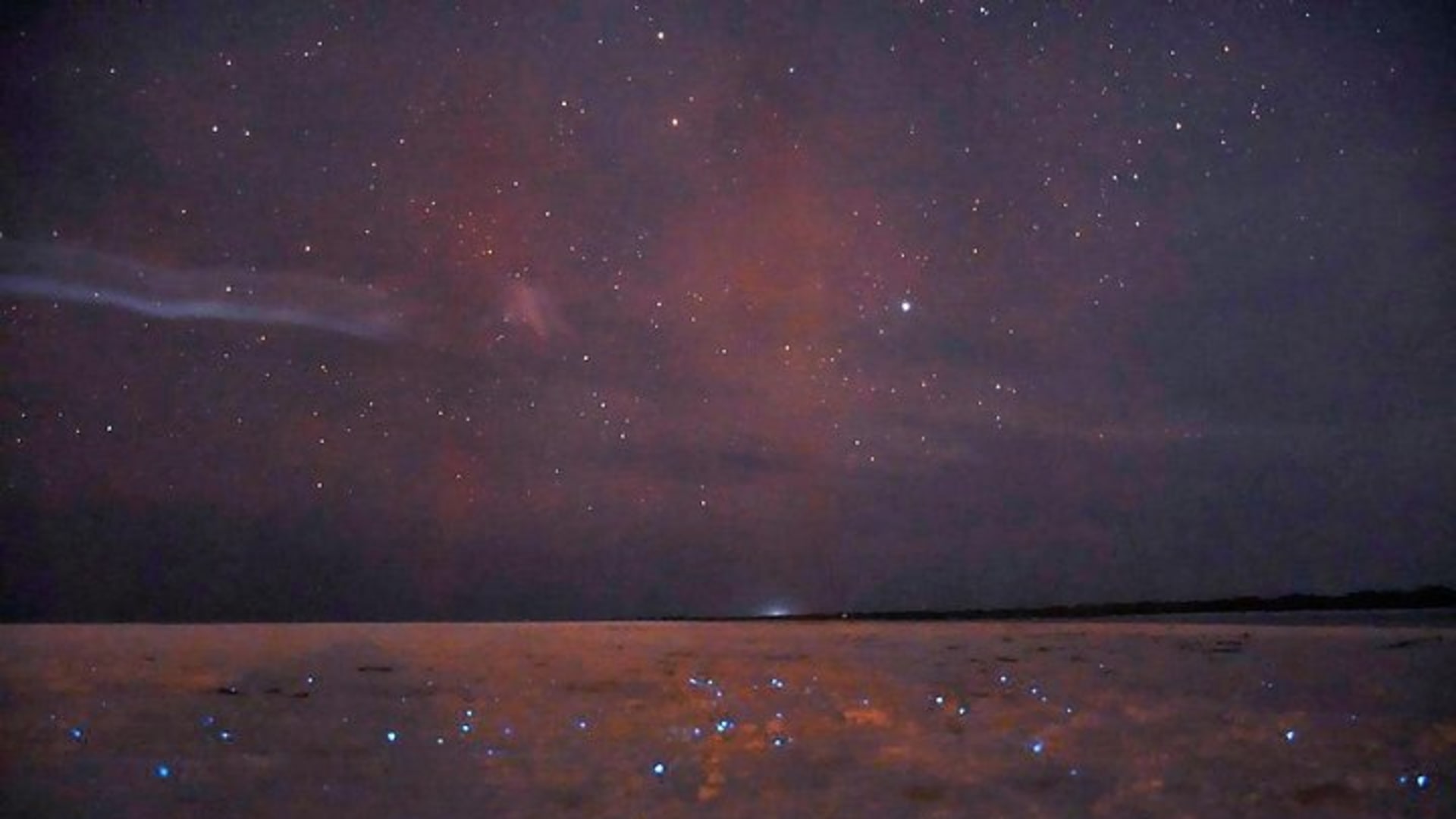 Magic Night of Stargazing and Bioluminescence