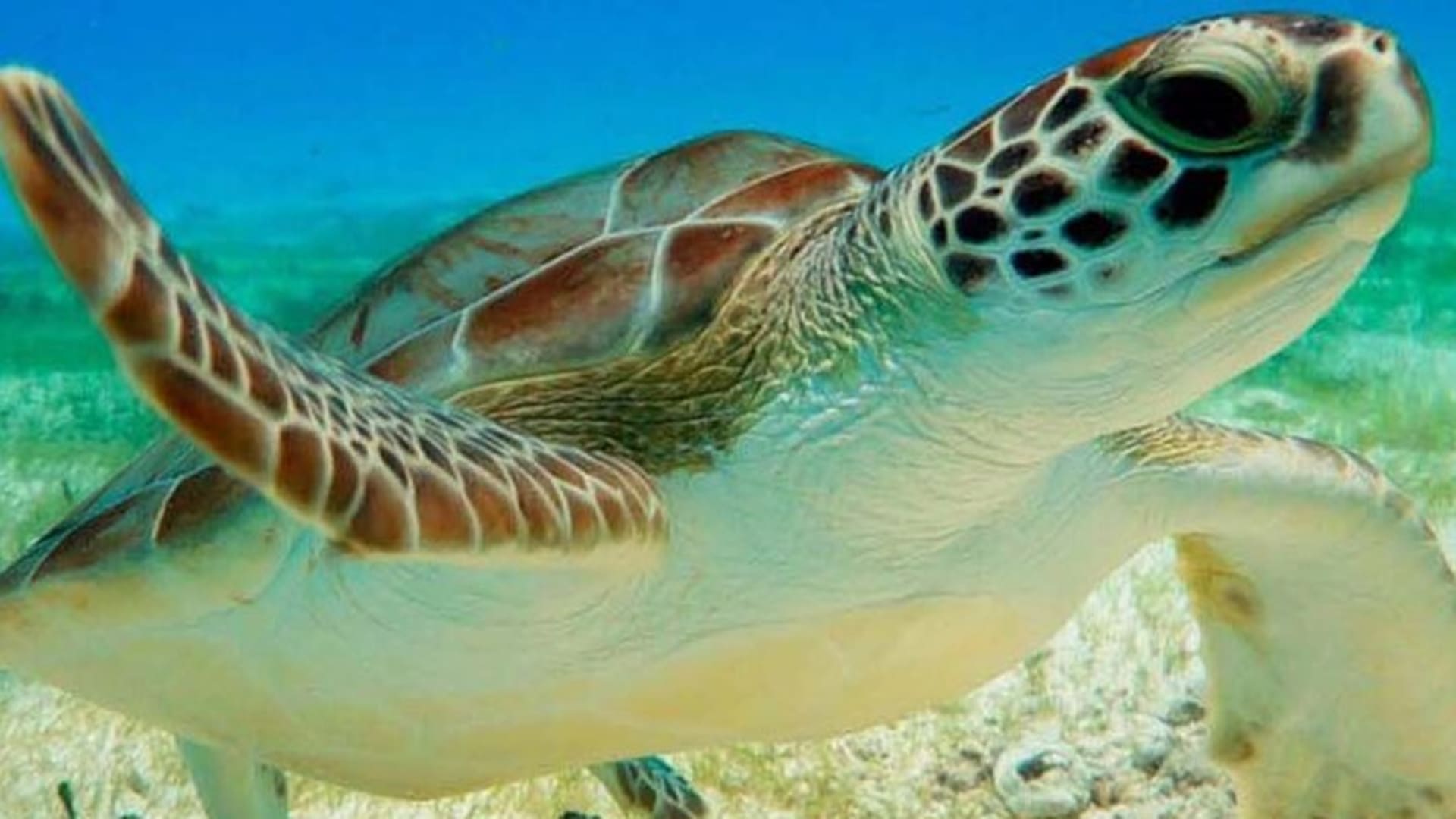 Half Day Private Snorkeling with Turtles and Majestic Cenotes