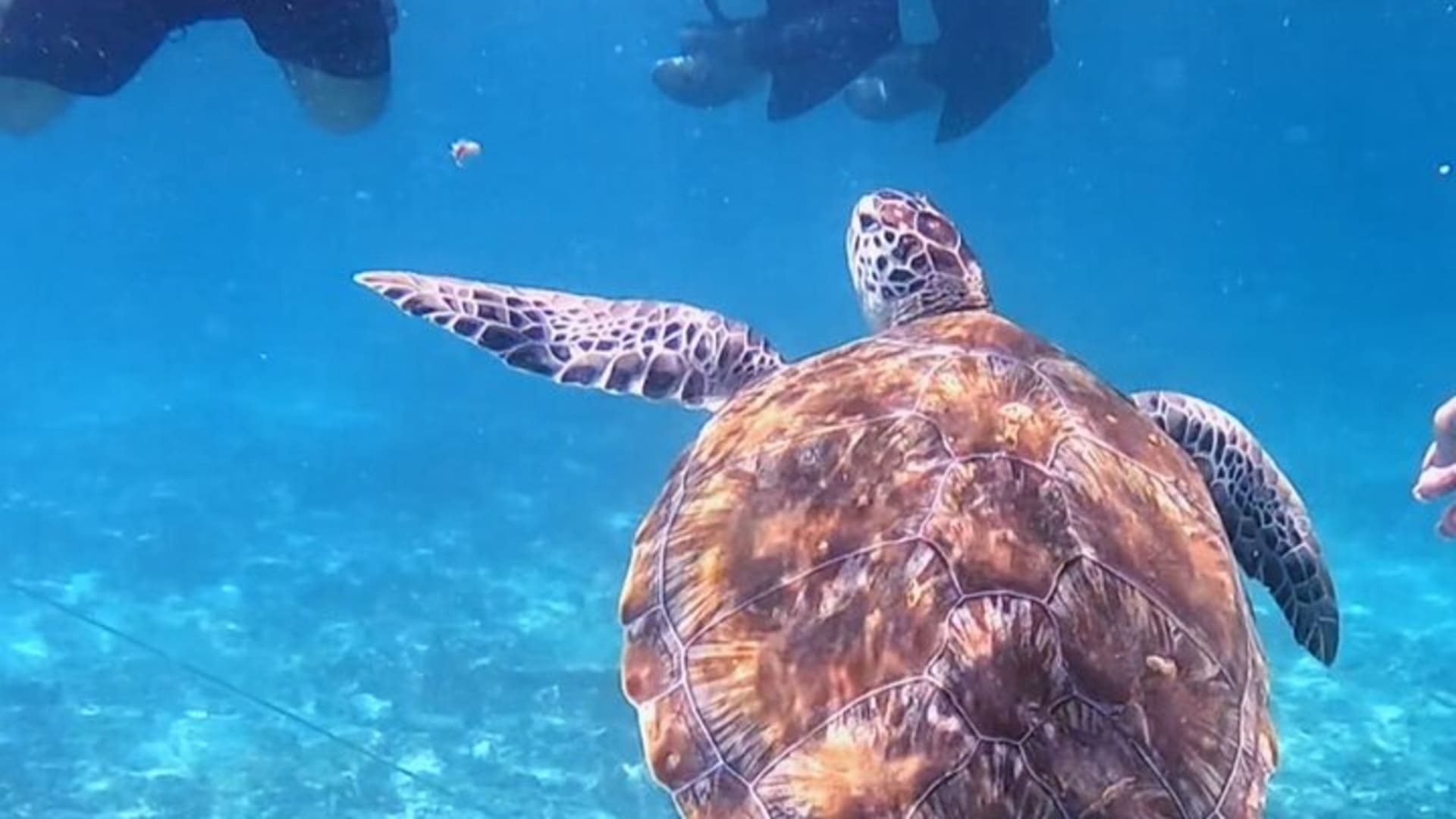 1.5 hours Snorkeling at Tulum's paradise reef