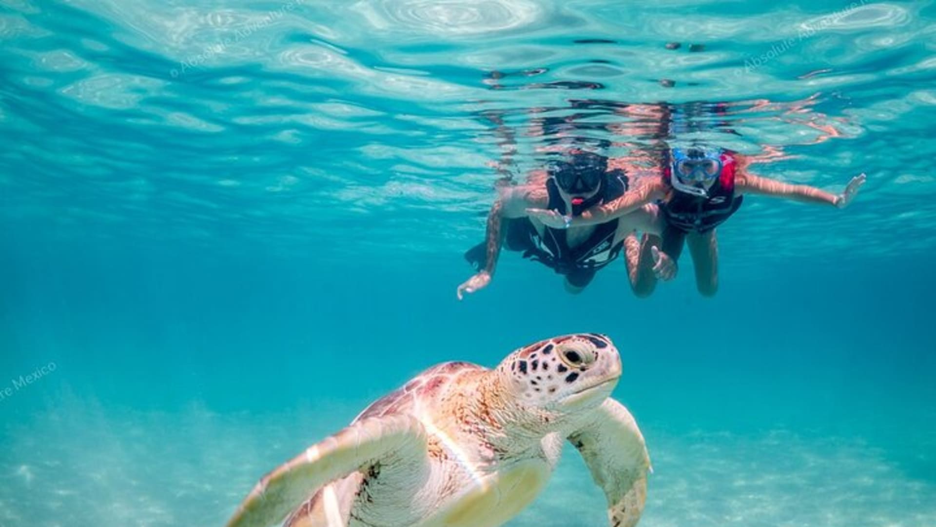Turtle Snorkeling Private Tour – Sea Turtles & Cenote in Tulum