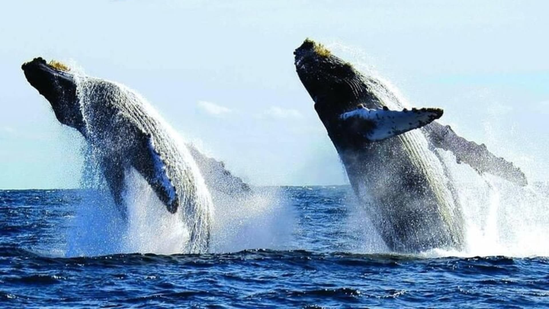 Puerto Vallarta: Private Whale Watching Aboard Luxury Yacht