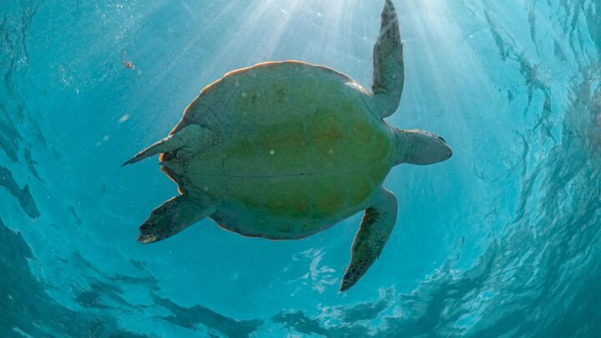 From Tulum: Akumal Beach Swim and Snorkel with Turtles Experience