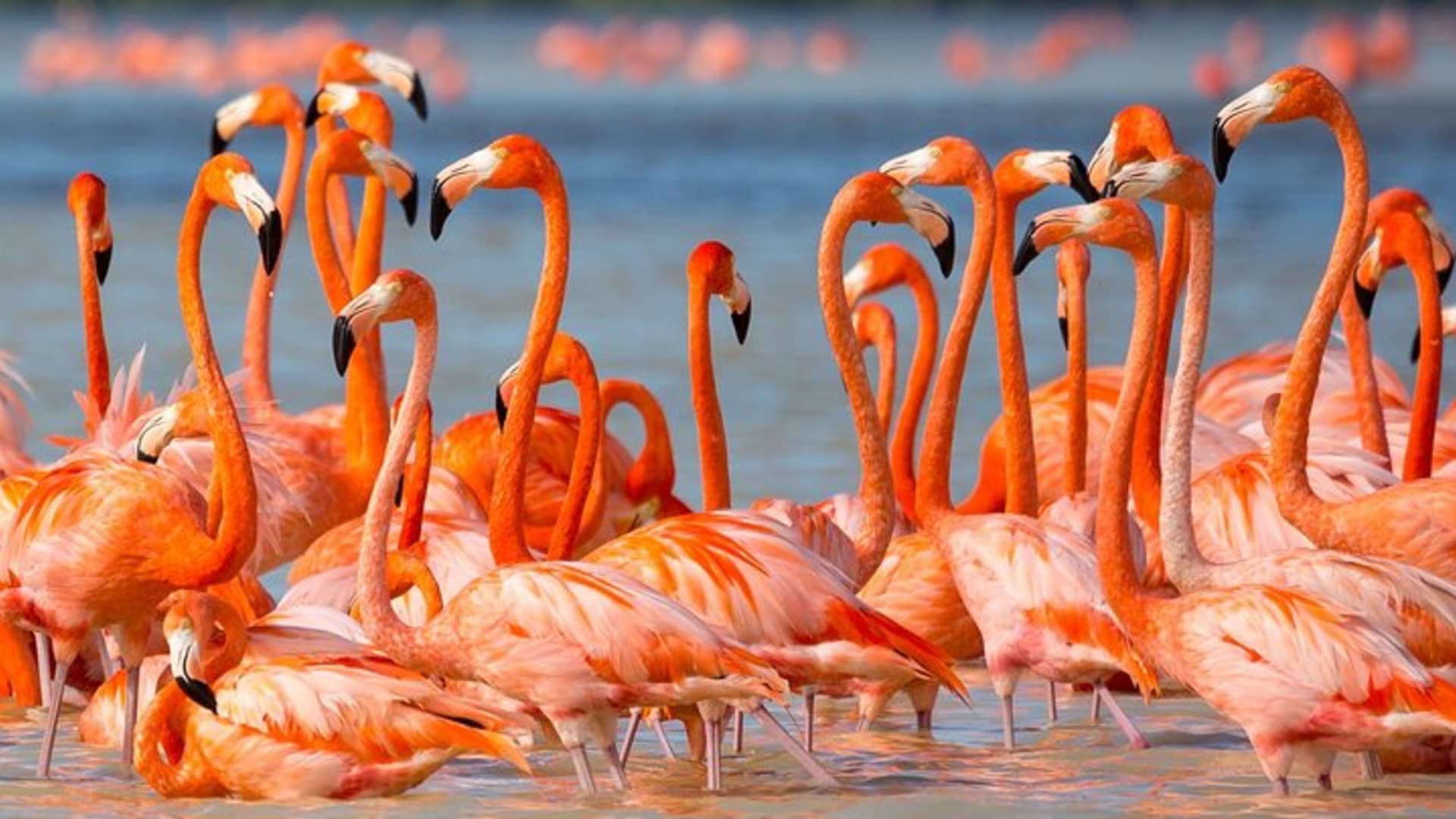 Flamingo Watching Private Tour in Celestun Biosphere Reserve