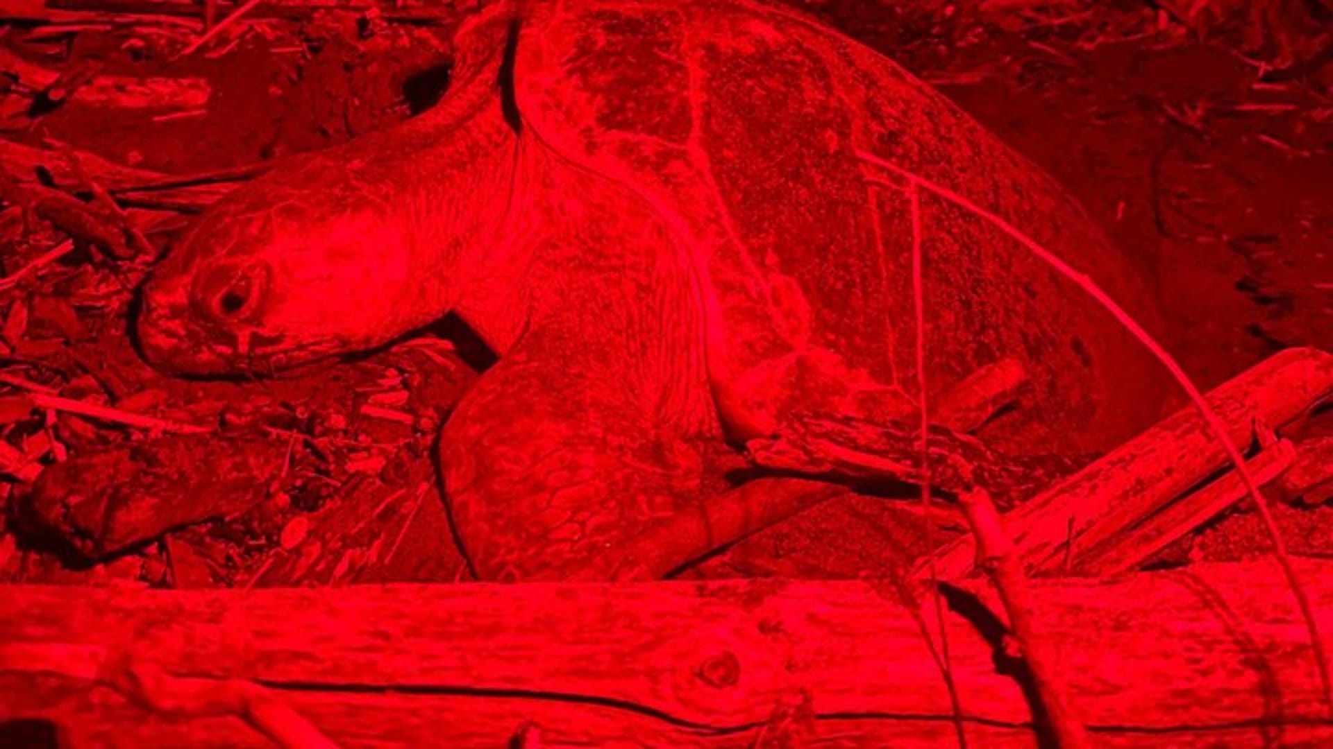 Patrol and Night Encounter with Sea Turtles