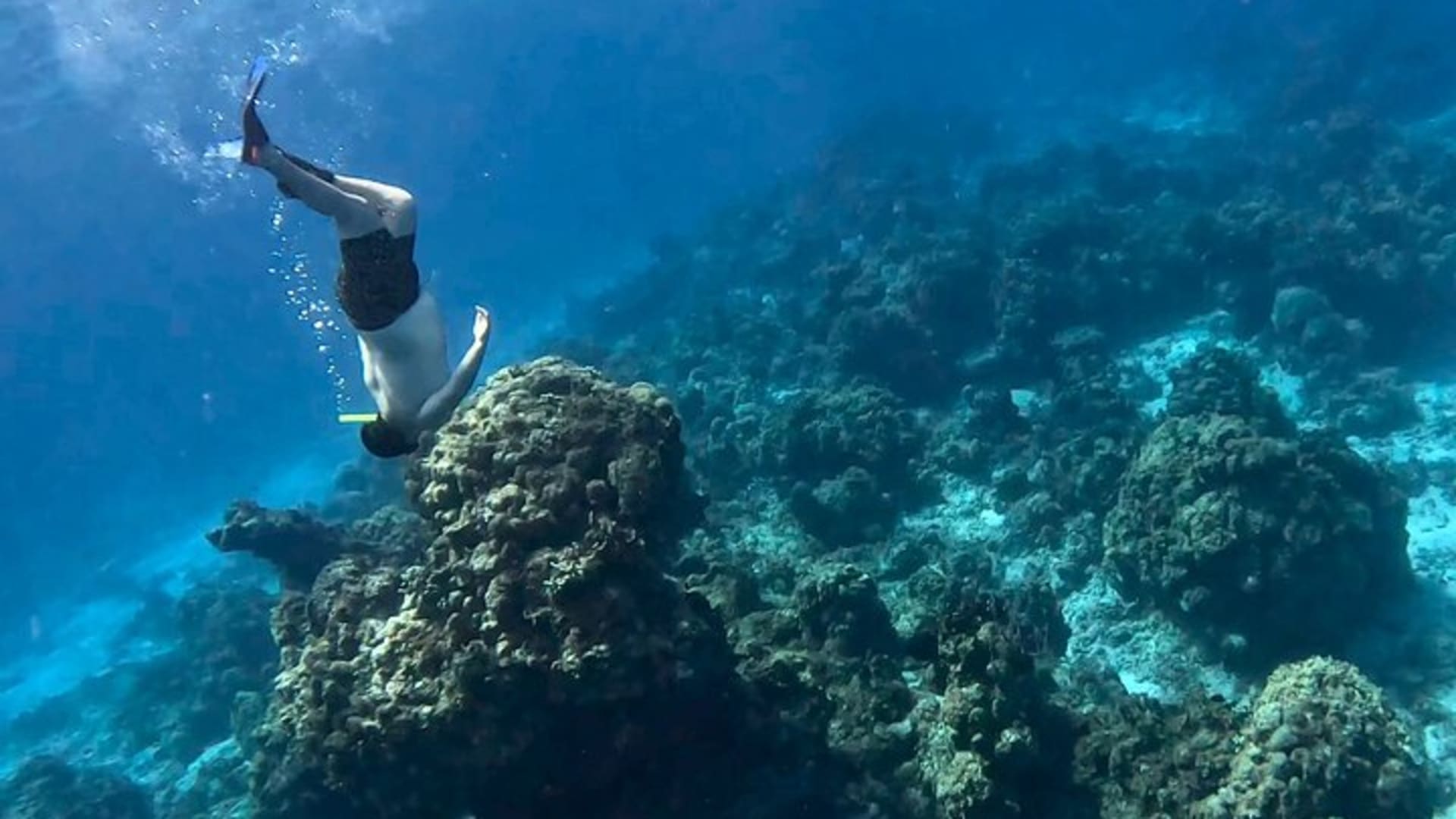 The most exciting Snorkel Tour at El Cielo reef. Discover the sky in the sea.