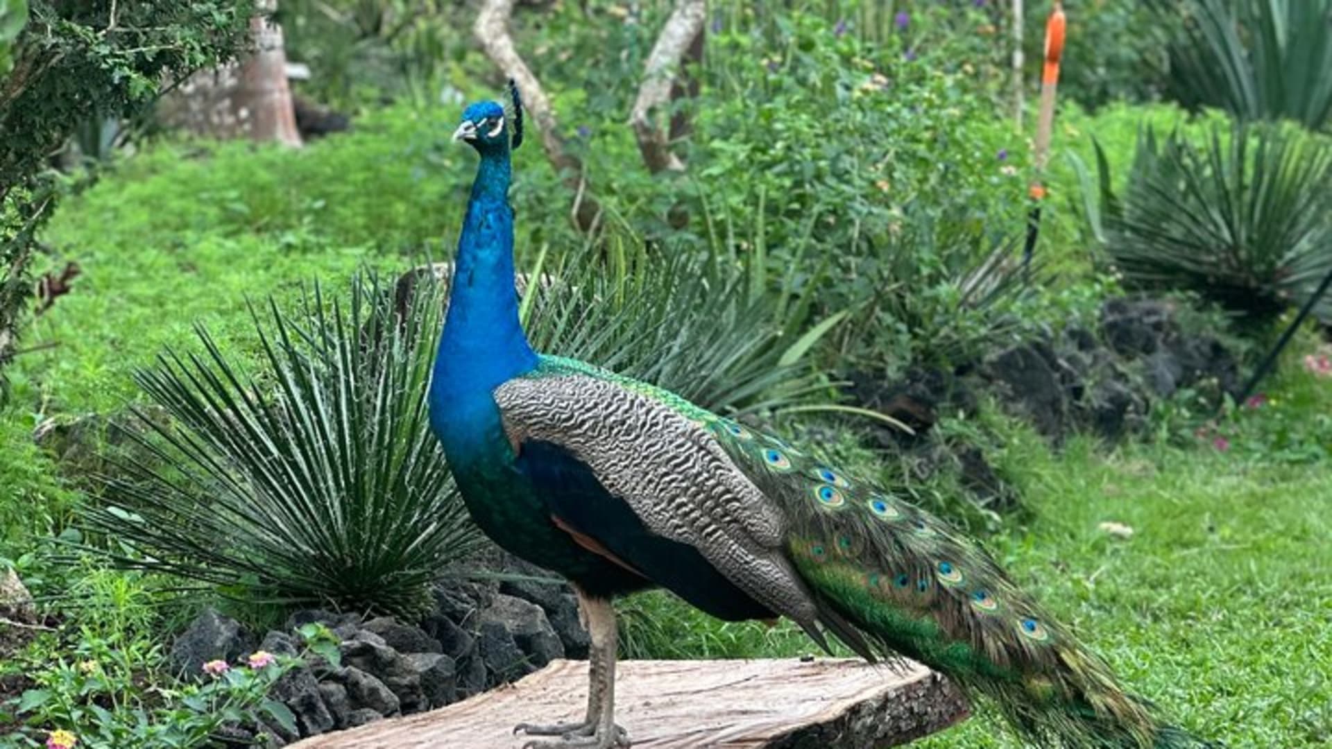 Visite d’une journée du Jardin botanique de Puerto Vallarta
