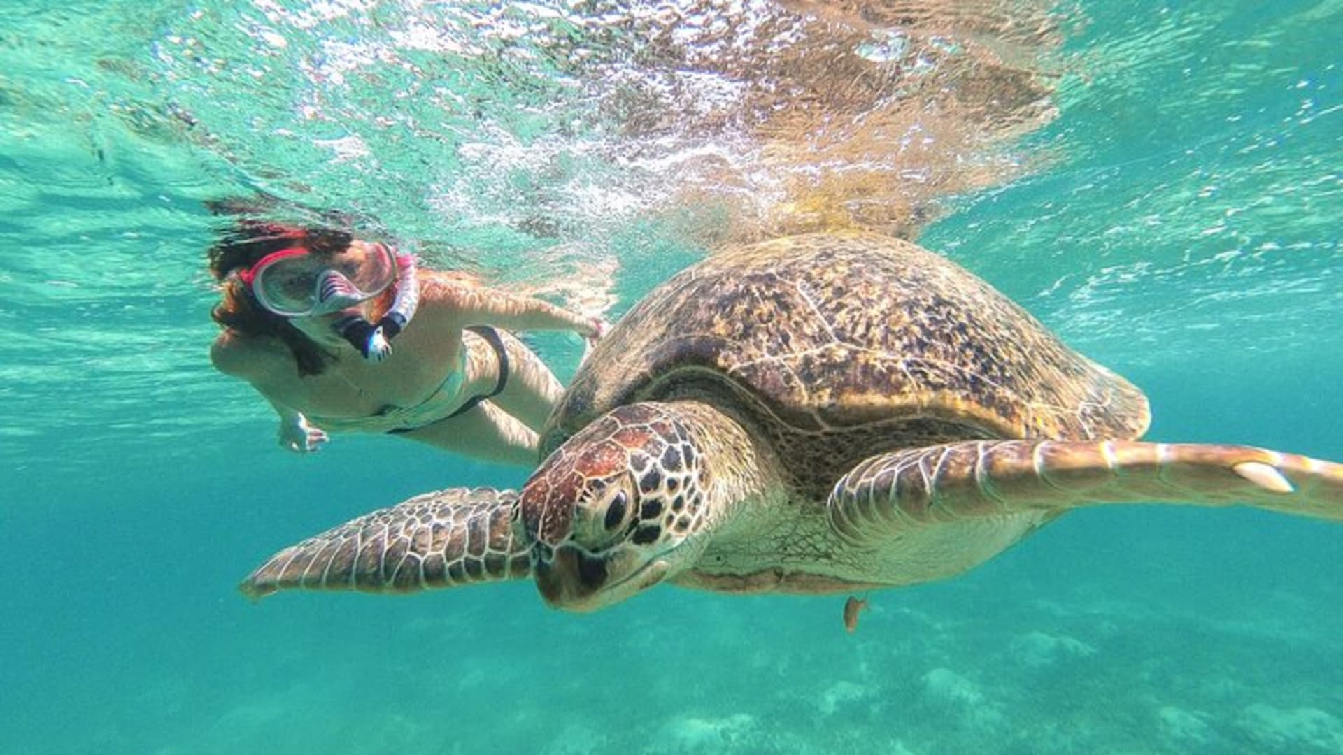 Turtle and Reef Sanctuary Snorkeling