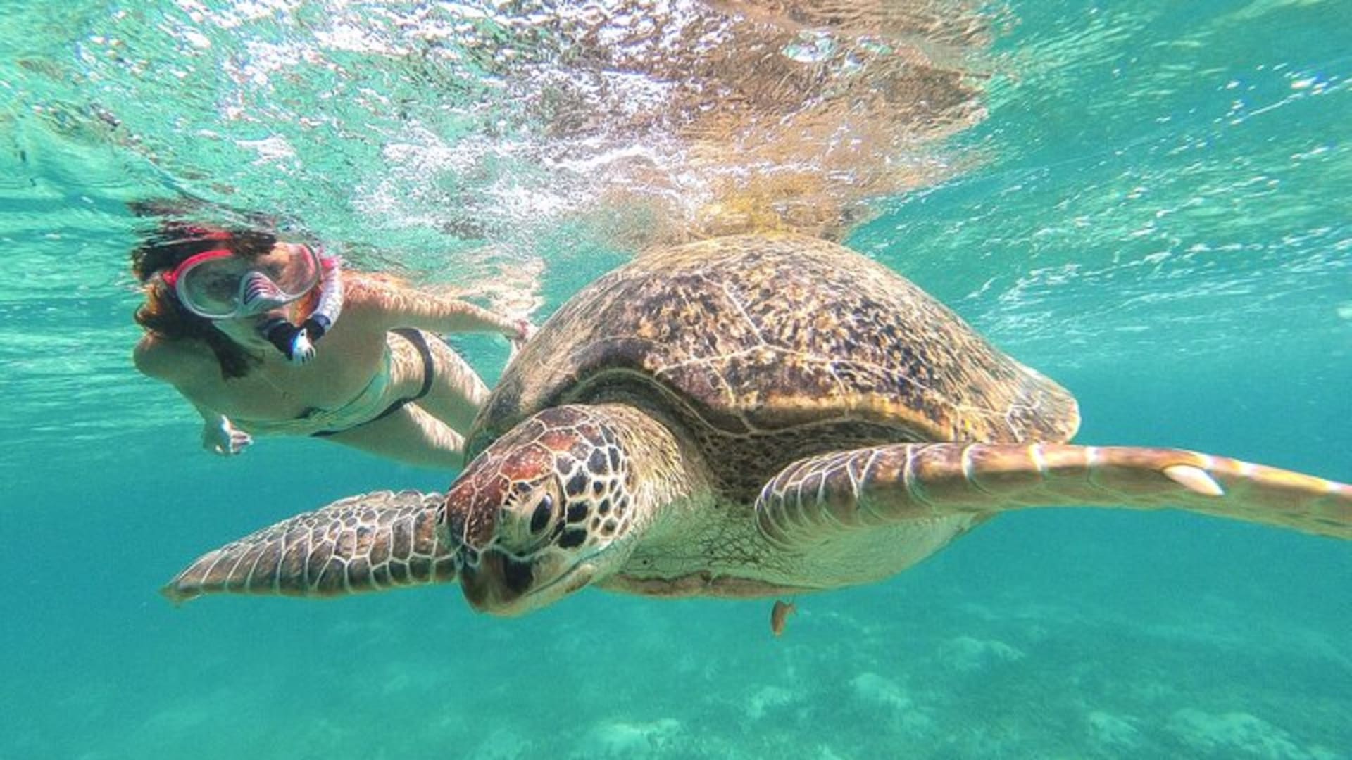 Day Tour: Tulum Cenote and Swimming with Turtles From Cancun