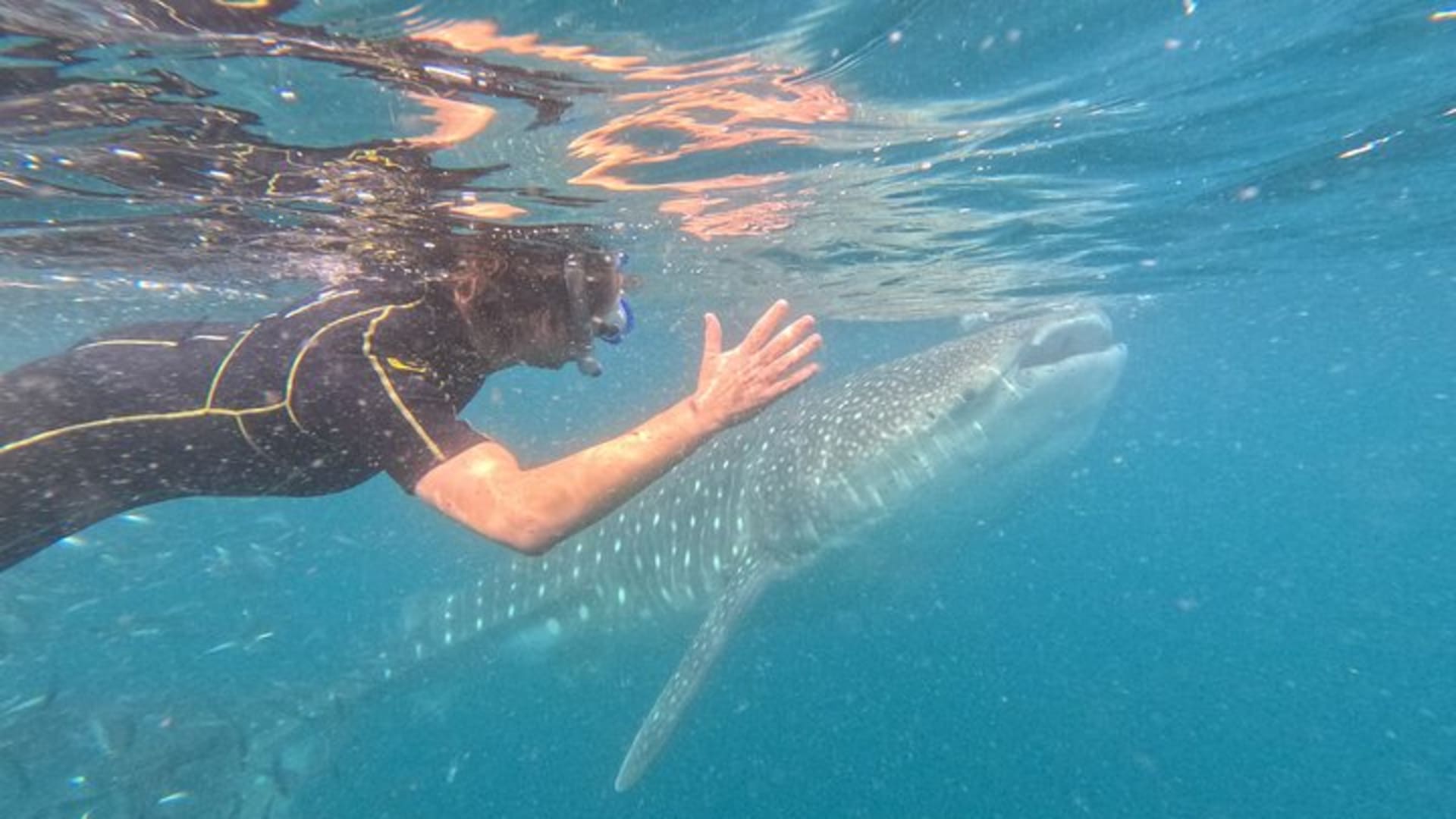 Experiences with whale sharks in La Paz