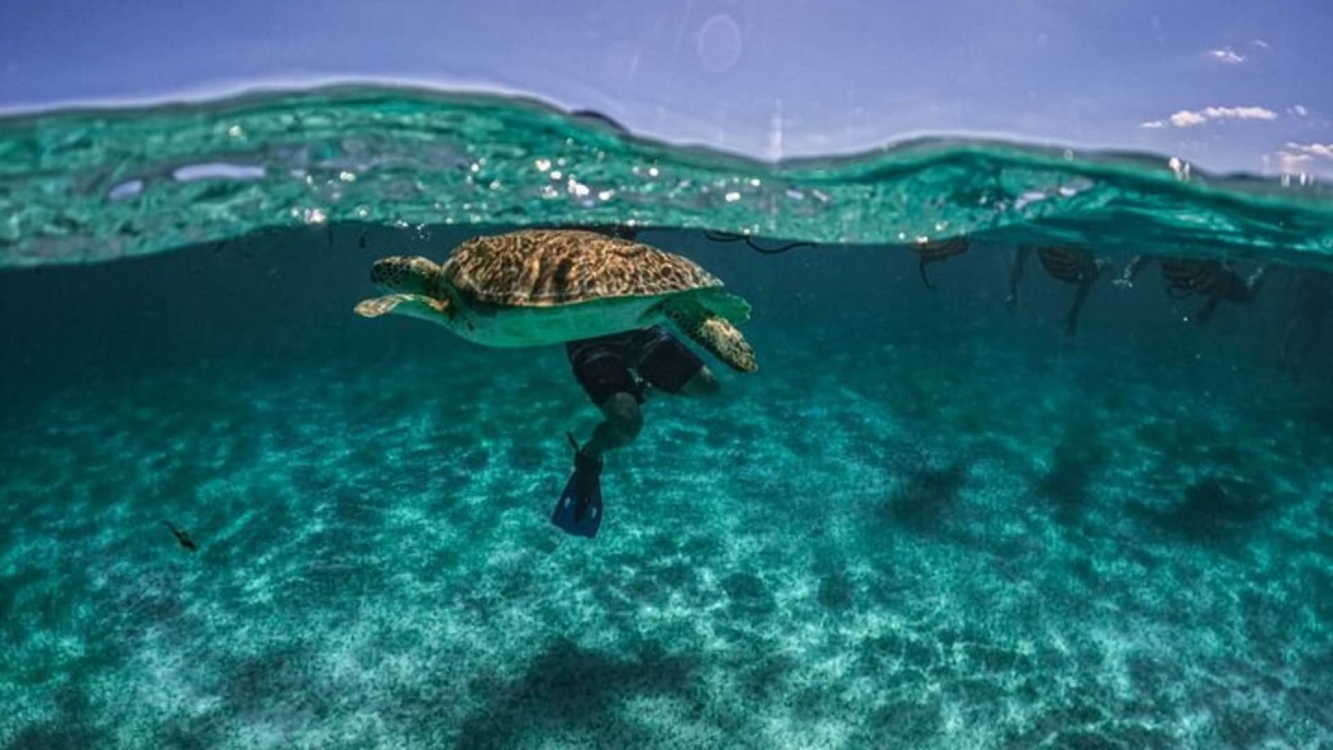 Tour de Plongée avec Tuba en Petit Groupe Semi-Privé à Akumal et au Cénote