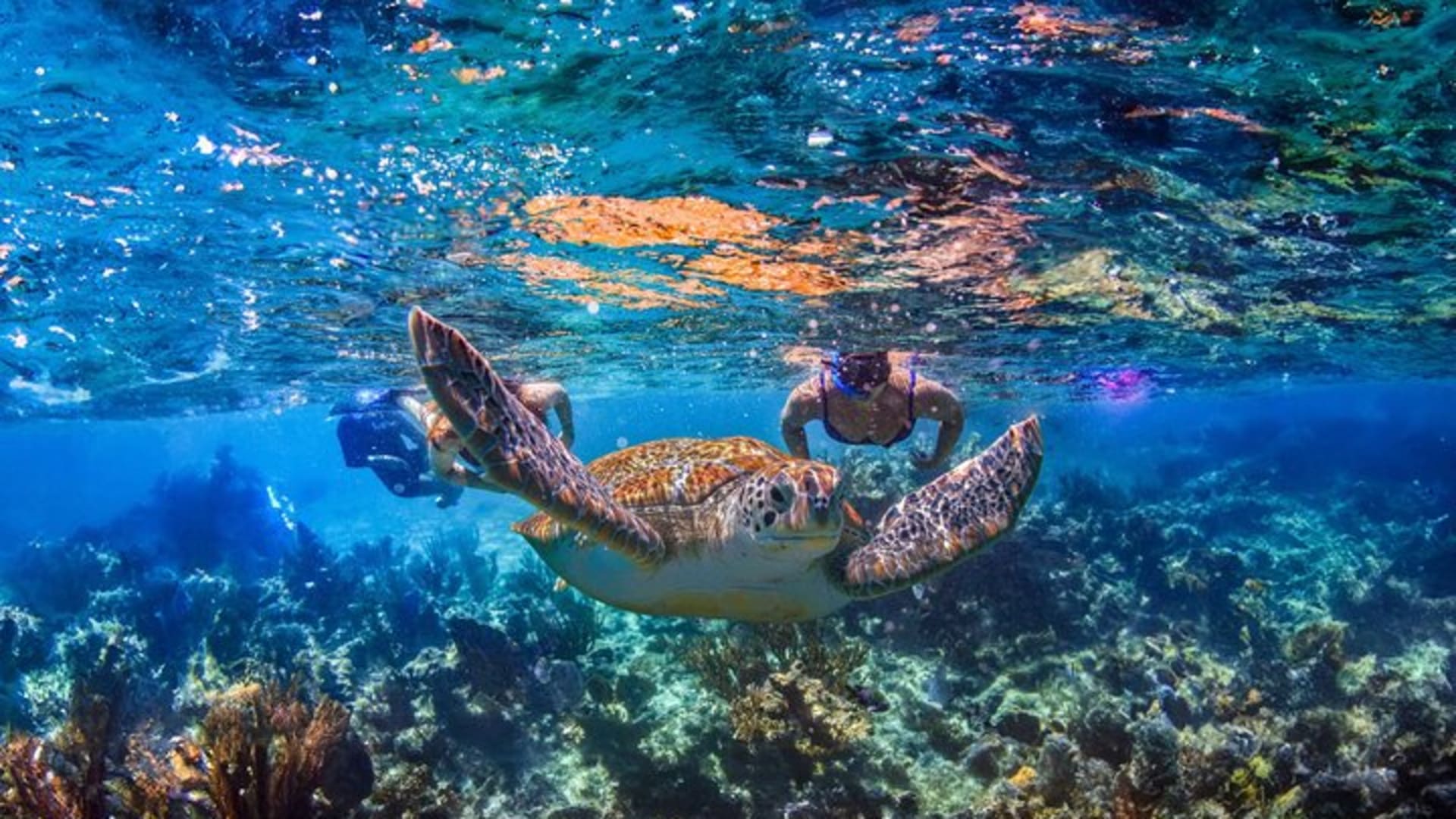 Hidden Cenote Swim: Snorkeling, Sea Turtles and Beachside Lunch
