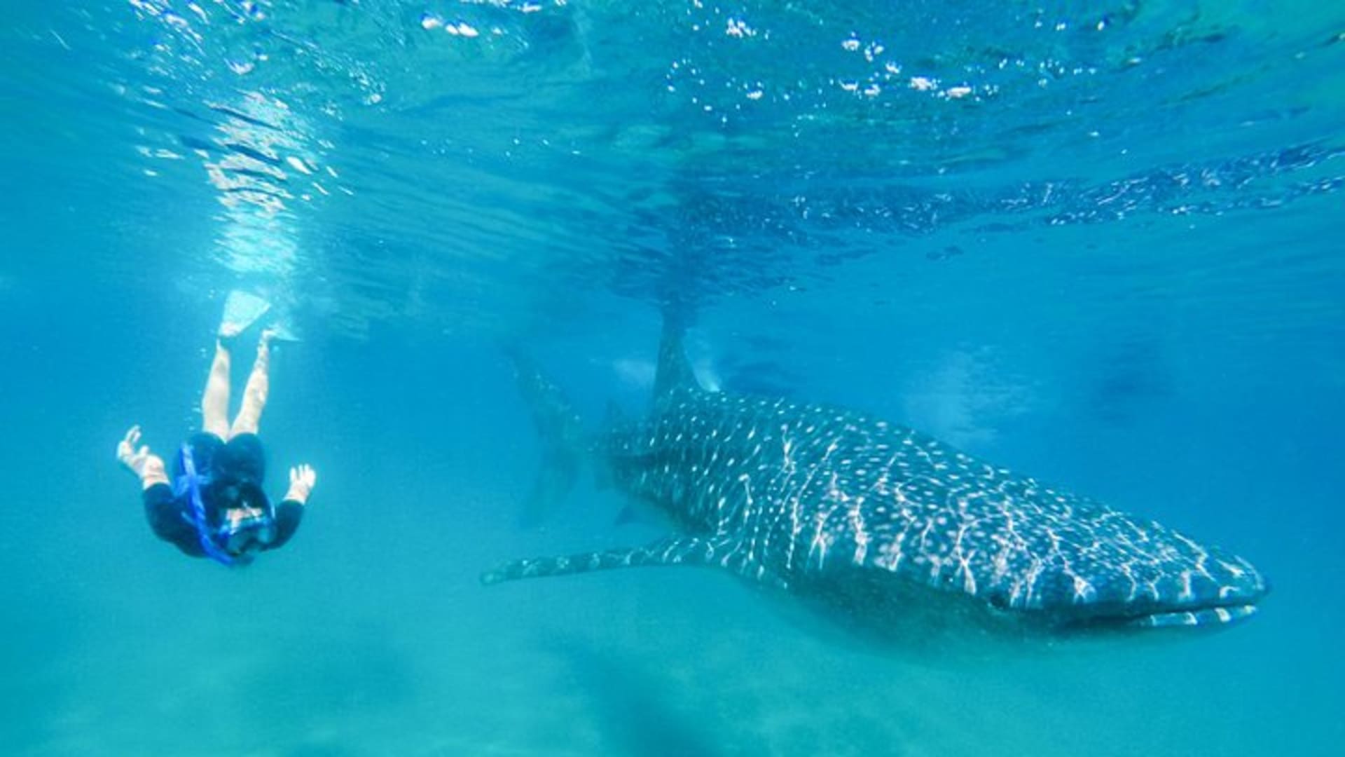 Snorkeling avec les requins-baleines à La Paz et déjeuner depuis Los Cabos