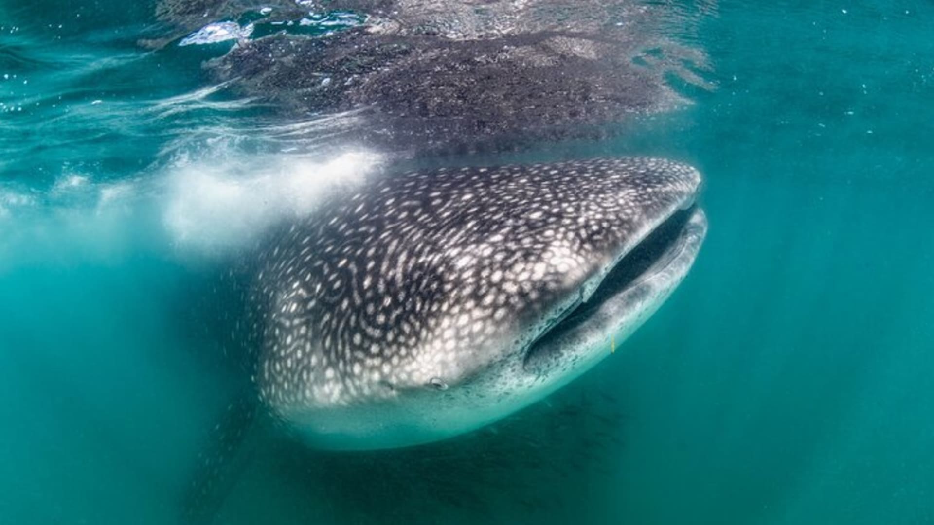 Snorkeling avec les requins-baleines à La Paz