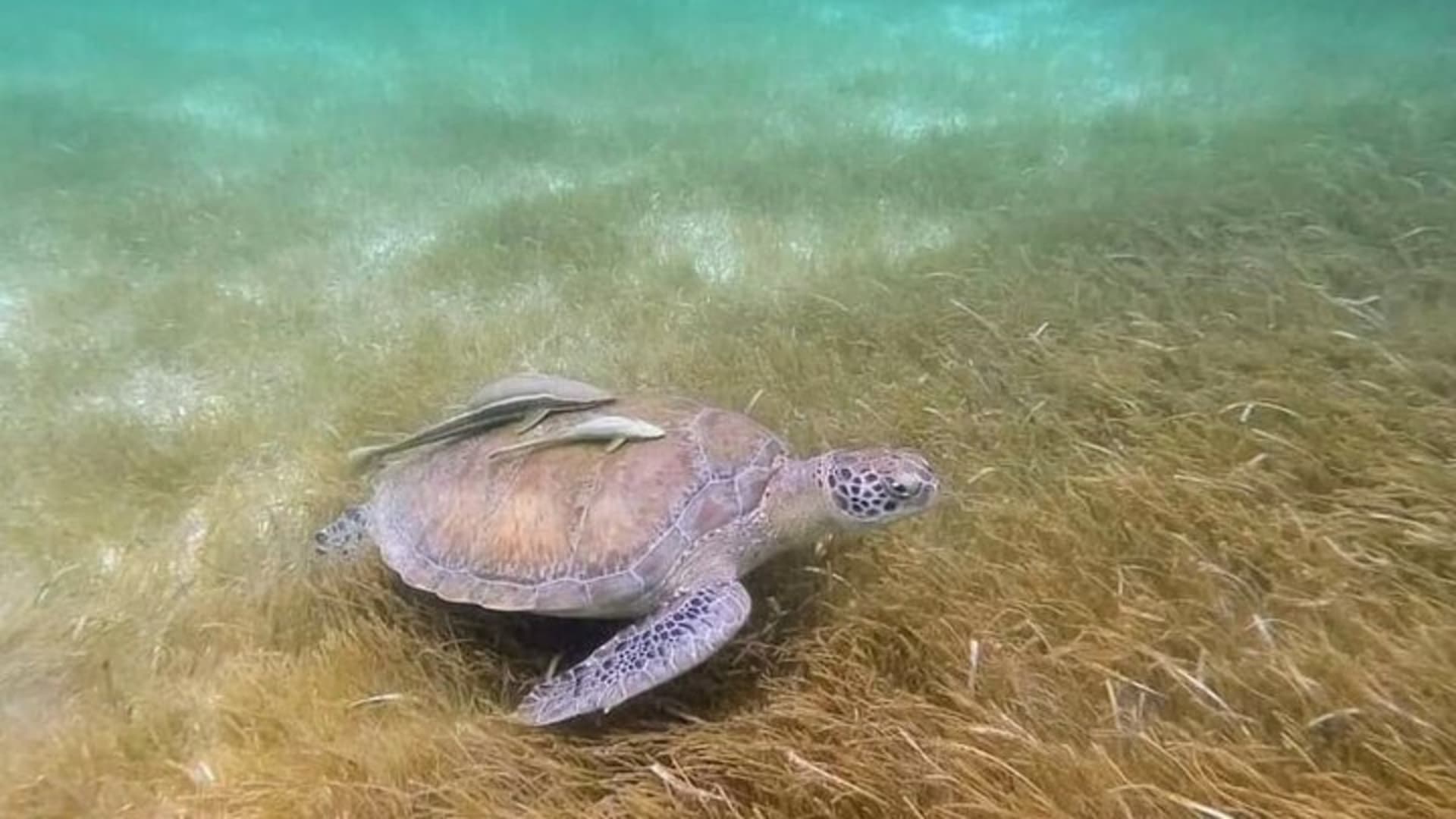 Snorkeling with Sea Turtles and Cenote Adventure