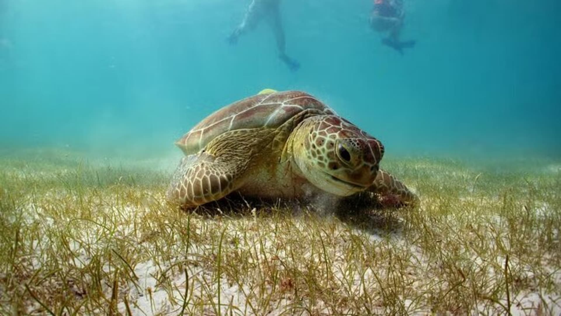 Swim with Turtles in Akumal, Cenote and Tulum Ruins Tour