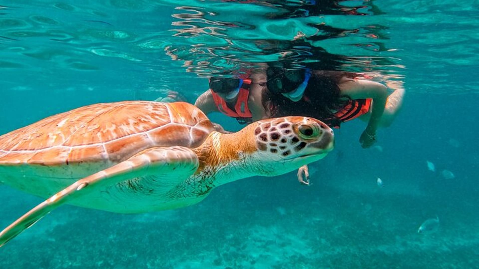 2-Hour Snorkeling in Two Spots of Tulum's Reef