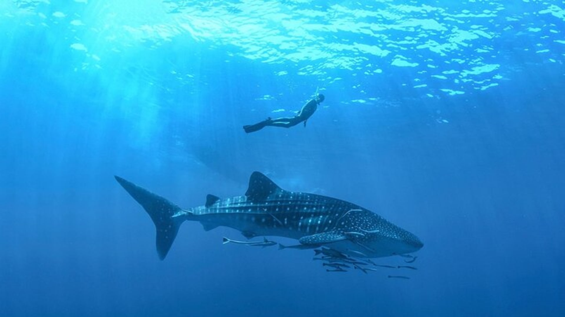 Full-Day Whale Shark Snorkeling Adventure with Beach Lunch