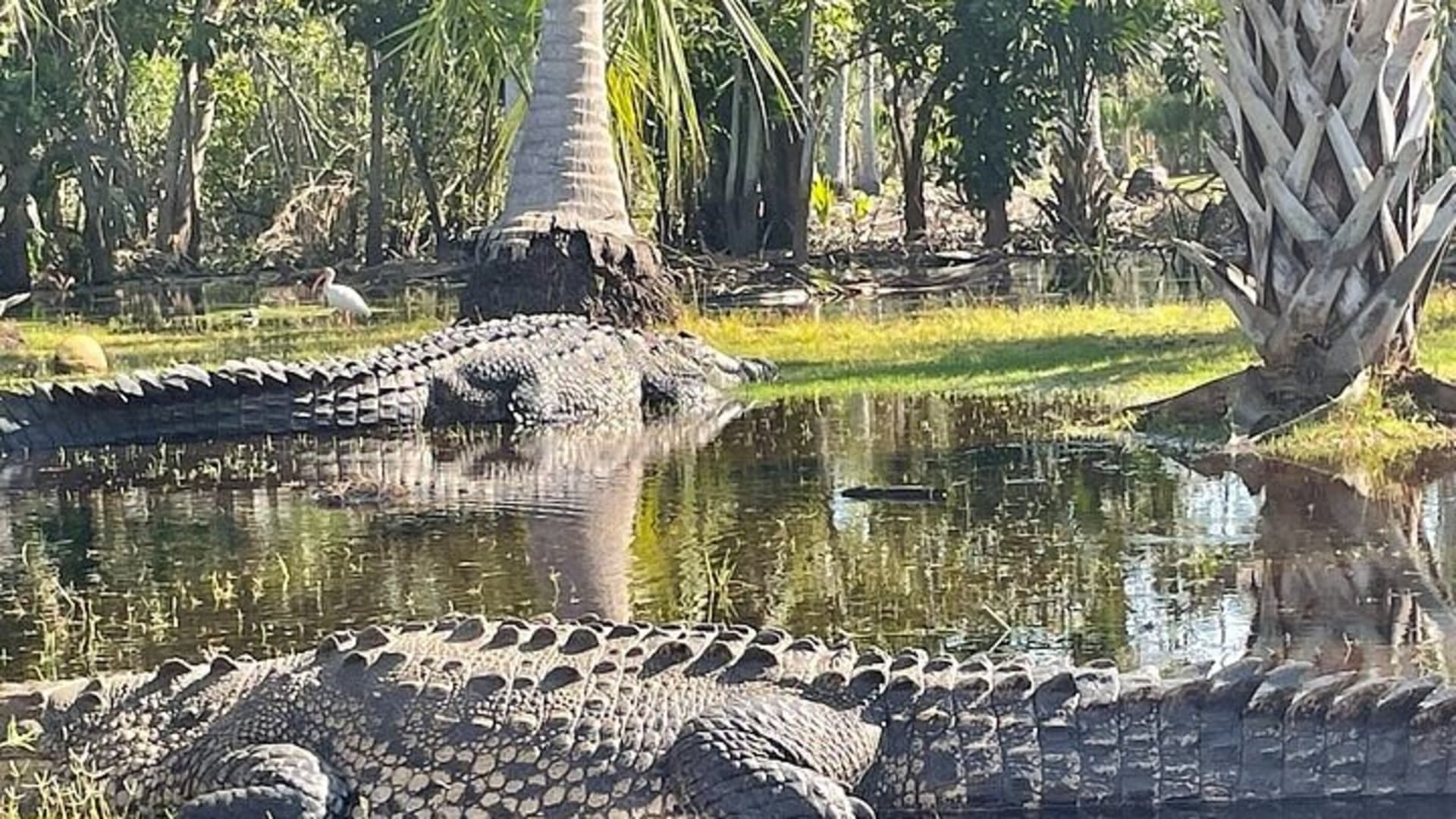 Depuis Huatulco : écotour des crocodiles et des tortues