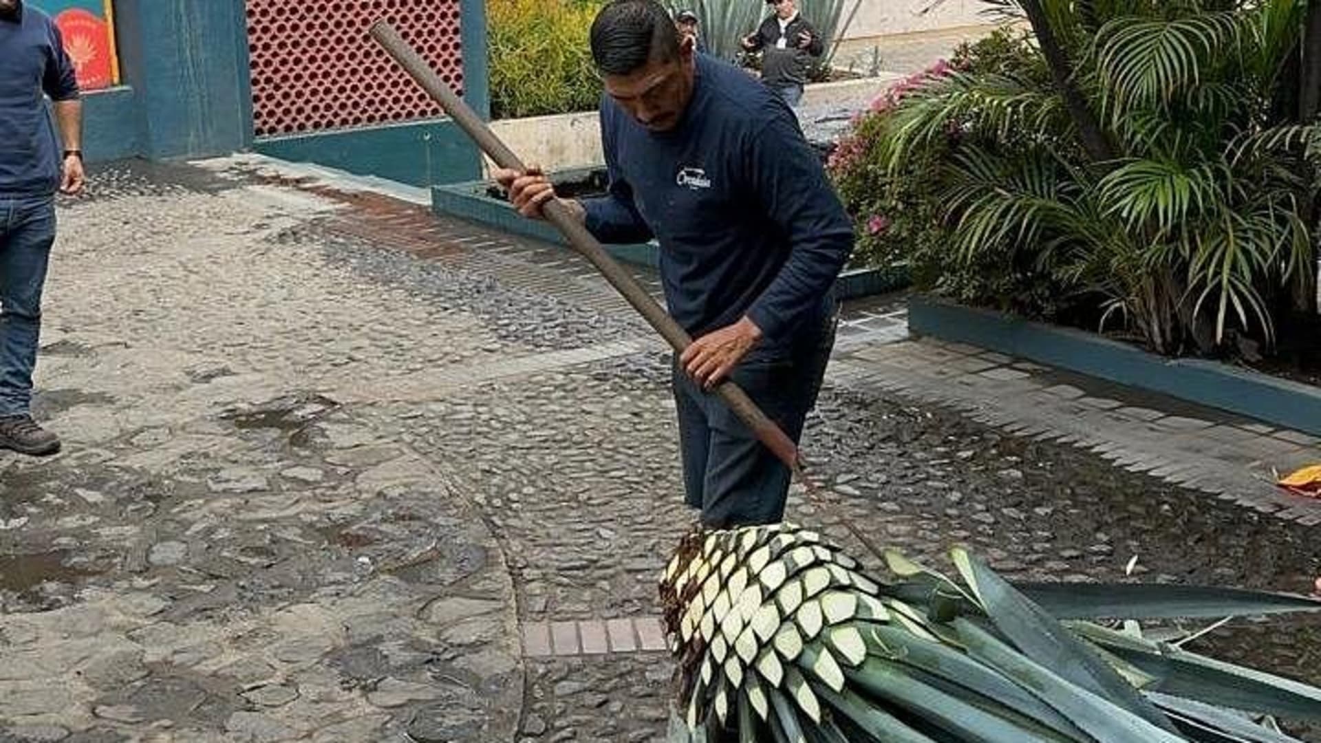 Tequila Experience History Flavor and Tradition
