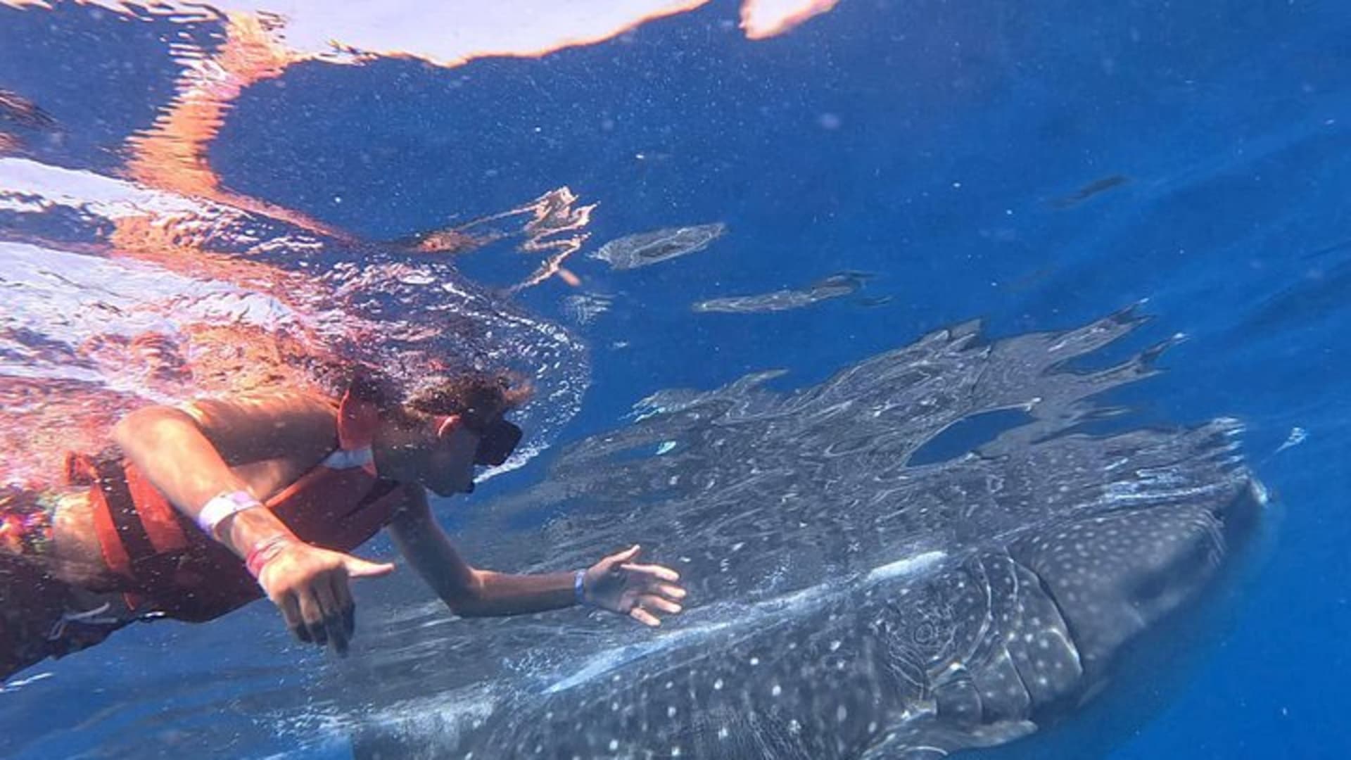 Aventure privée avec les requins-baleines à Isla Mujeres et Cancún