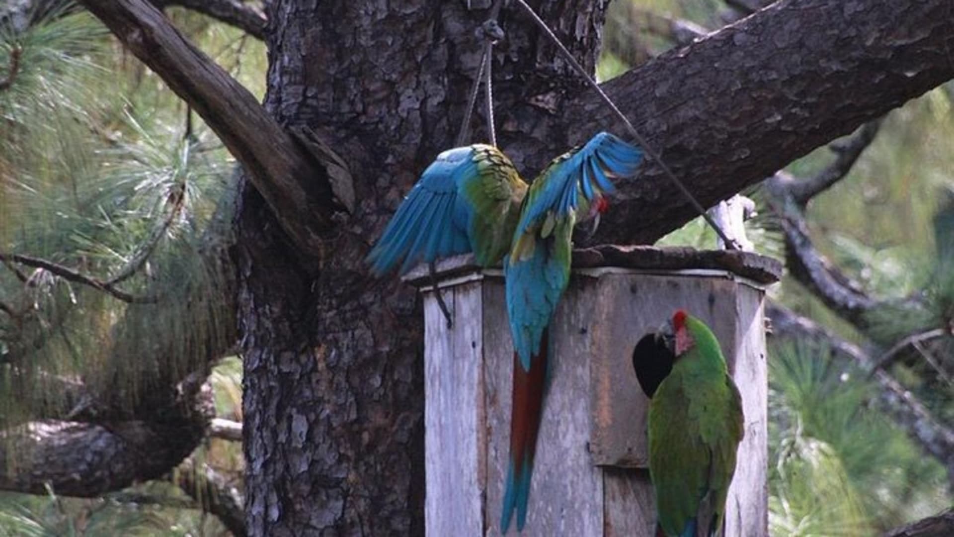 Visit the Sanctuary of the Guacamayas in free life