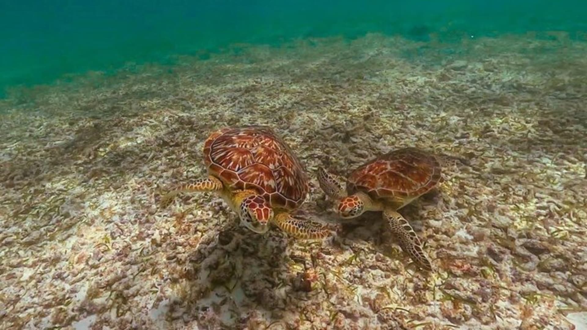 Discover Tulum from the Sea and Swim with Turtles