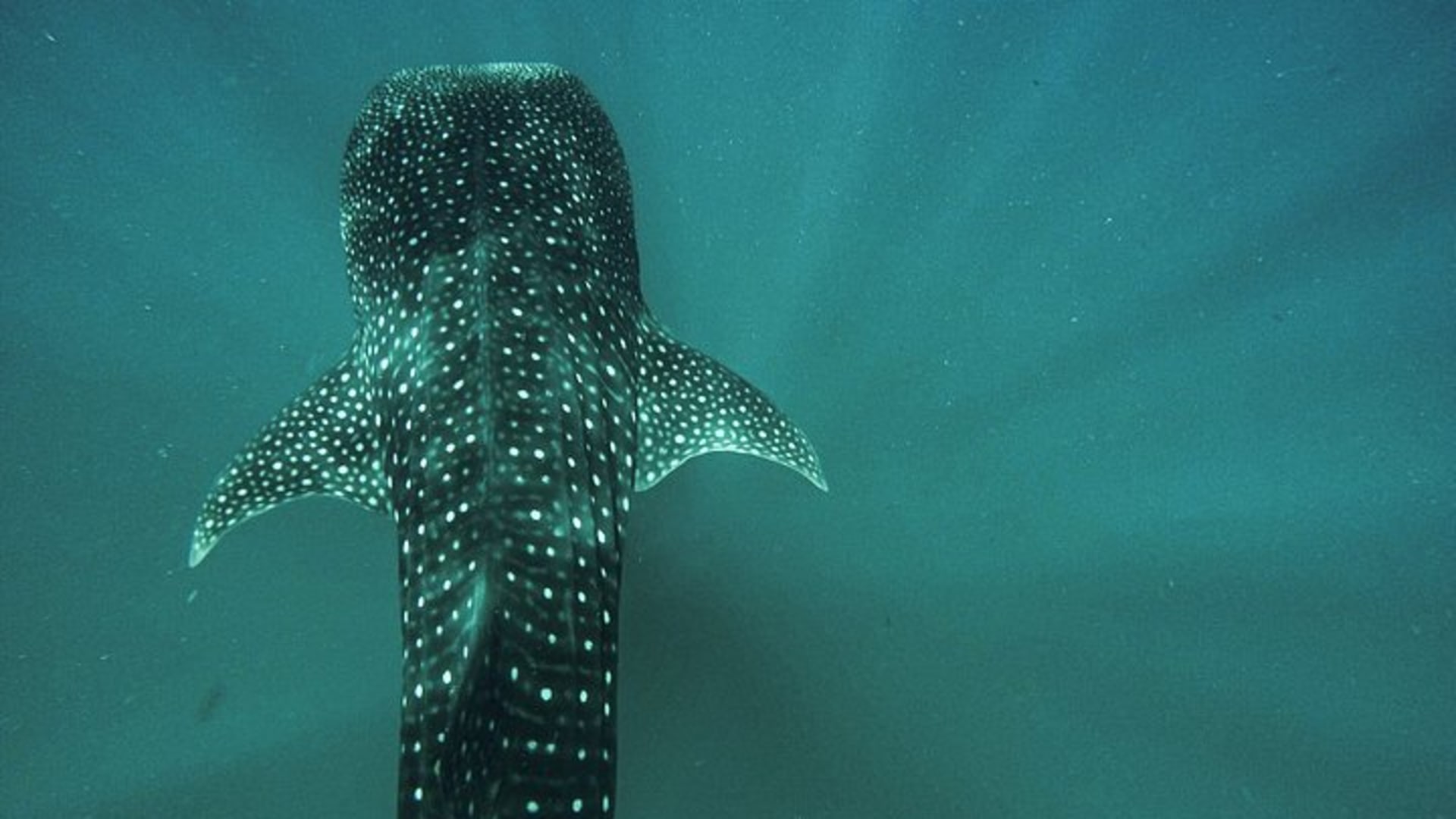 Whale Shark & Sea Lion Snorkeling Picnic at Espiritu Santo Island