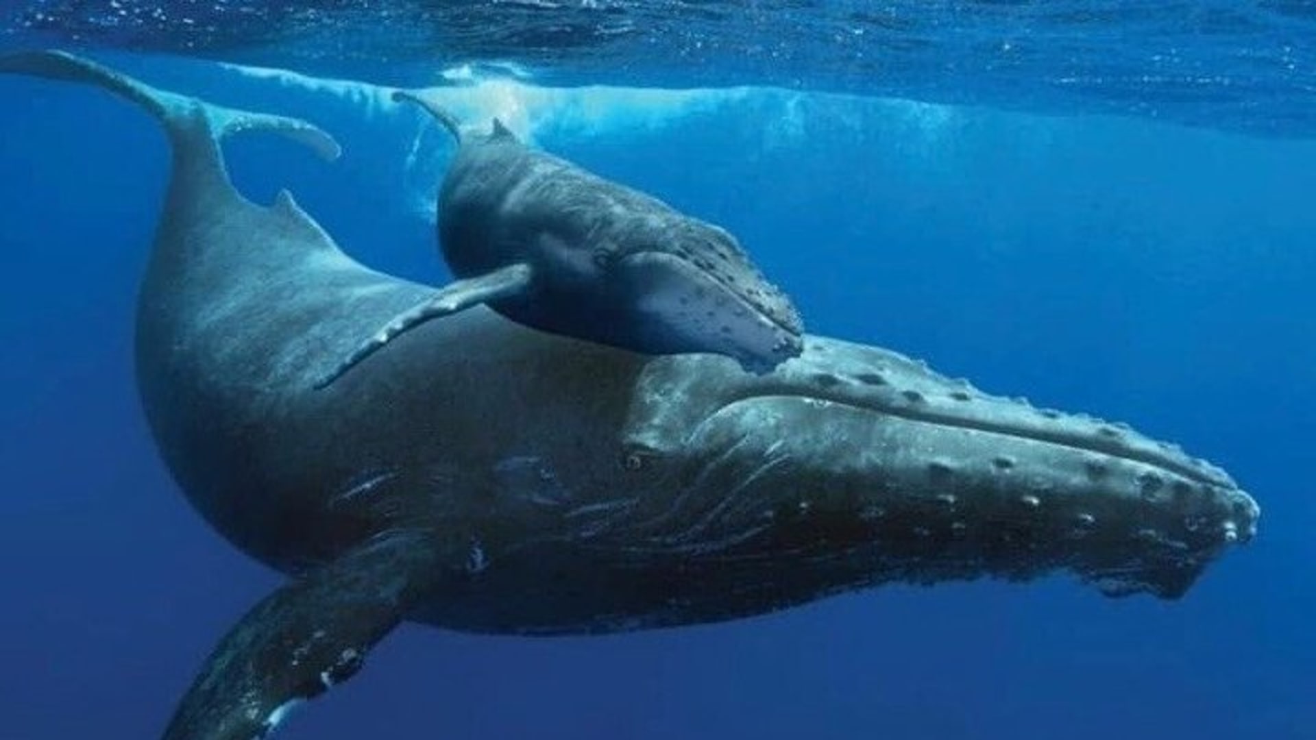 Excursion d'observation des baleines avec biologiste marin à Puerto Vallarta