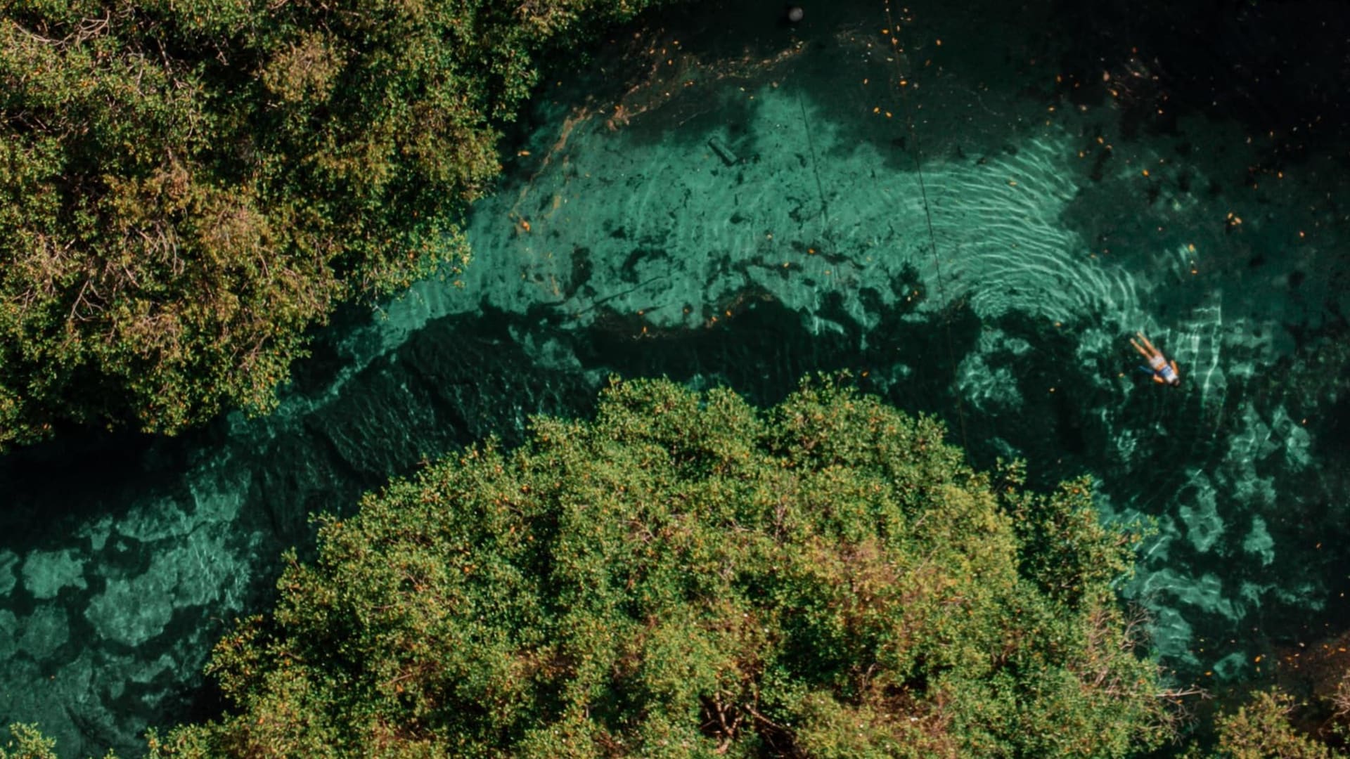 The Cenote Snorkeling Experience in Tulum