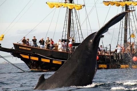 Whale-Watching Pirate Ship Cruise in Los Cabos — photo 3