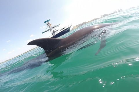 Wild Dolphin Encounter in Puerto Vallarta — photo 1