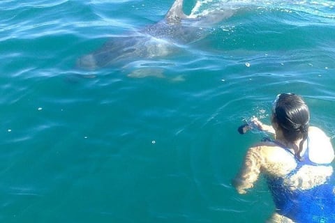 Private Wild Dolphin Encounter in Puerto Vallarta — photo 2