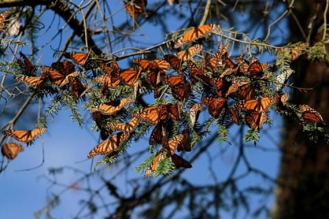 Monarch Butterfly Sanctuary Day Trip from Mexico City — photo 1