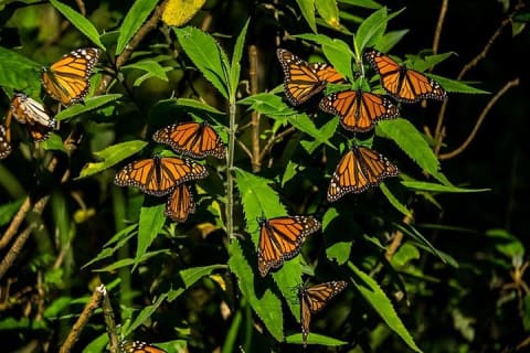 Monarch Butterfly Sanctuary Day Trip from Mexico City — photo 3