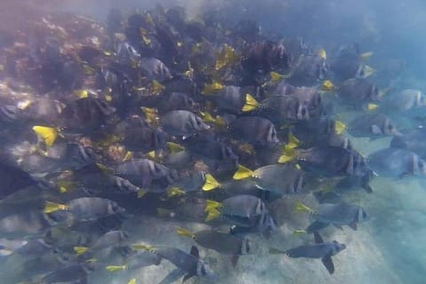 Marietas Islands Eco Discovery Snorkeling Adventure — photo 1
