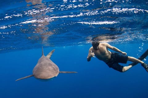 Snorkeling ou baignade avec les requins à Cabo San Lucas — photo 1