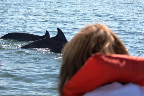 Rencontre avec des dauphins sauvages et aventure de snorkeling — photo 8