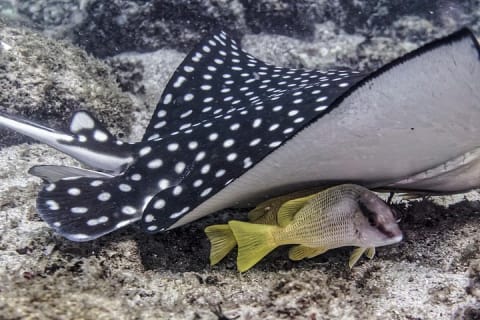 Buceo en grupo pequeño en Los Arcos desde Sayulita — photo 2