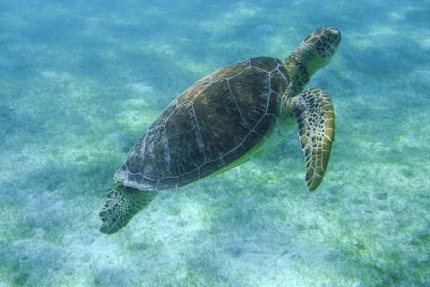 Turtle Snorkeling Adventure from Cancun — photo 3