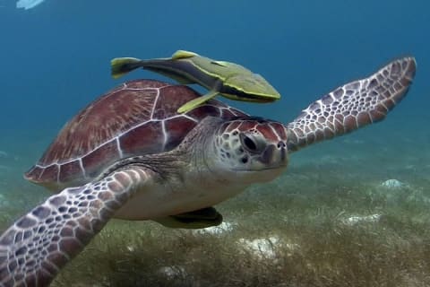 Turtle Snorkeling Adventure from Cancun — photo 7