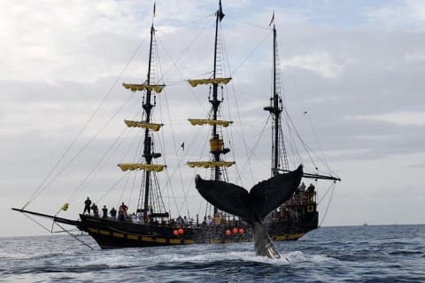 Whale-Watching Pirate Ship Cruise in Los Cabos — photo 4