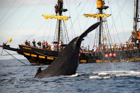 Whale-Watching Pirate Ship Cruise in Los Cabos — photo 1