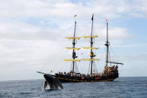 Whale-Watching Pirate Ship Cruise in Los Cabos — photo 5