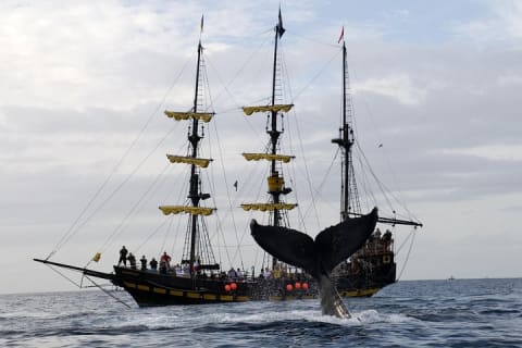 Whale-Watching Pirate Ship Cruise in Los Cabos — photo 9