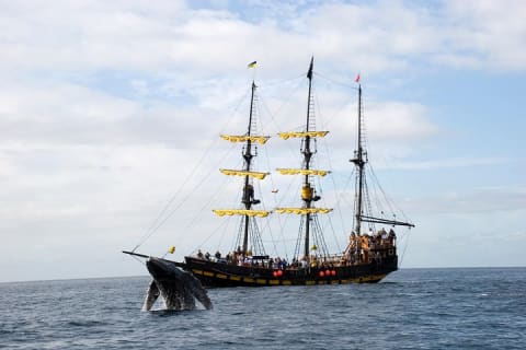Whale-Watching Pirate Ship Cruise in Los Cabos — photo 8